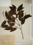 中文名:大葉溲疏(S071313)學名:Deutzia pulchra Vidal(S071313)