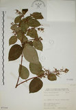 中文名:大葉溲疏(S071319)學名:Deutzia pulchra Vidal(S071319)