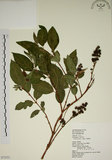 中文名:大葉溲疏(S072551)學名:Deutzia pulchra Vidal(S072551)