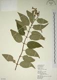 中文名:大葉溲疏(S072556)學名:Deutzia pulchra Vidal(S072556)