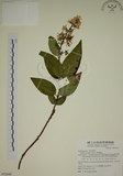 中文名:大葉溲疏(S072649)學名:Deutzia pulchra Vidal(S072649)