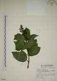 中文名:大葉溲疏(S074985)學名:Deutzia pulchra Vidal(S074985)