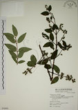 中文名:大葉溲疏(S076895)學名:Deutzia pulchra Vidal(S076895)