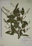 中文名:大葉溲疏(S077967)學名:Deutzia pulchra Vidal(S077967)