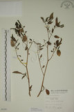 中文名:燈籠草(S005295)學名:Physalis angulata L.(S005295)