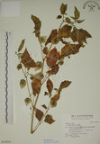 中文名:燈籠草(S016900)學名:Physalis angulata L.(S016900)