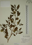 中文名:燈籠草(S017020)學名:Physalis angulata L.(S017020)
