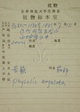 中文名:燈籠草(S027663)學名:Physalis angulata L.(S027663)