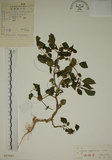 中文名:燈籠草(S027663)學名:Physalis angulata L.(S027663)