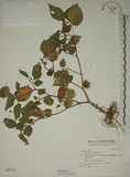 中文名:燈籠草(S028335)學名:Physalis angulata L.(S028335)