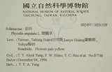 中文名:燈籠草(S031528)學名:Physalis angulata L.(S031528)