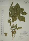 中文名:燈籠草(S046976)學名:Physalis angulata L.(S046976)