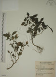 中文名:燈籠草(S049781)學名:Physalis angulata L.(S049781)