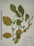 中文名:燈籠草(S049932)學名:Physalis angulata L.(S049932)