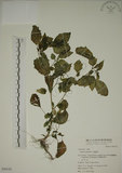 中文名:燈籠草(S050150)學名:Physalis angulata L.(S050150)