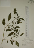 中文名:燈籠草(S053843)學名:Physalis angulata L.(S053843)