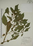 中文名:燈籠草(S053878)學名:Physalis angulata L.(S053878)