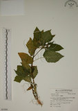 中文名:燈籠草(S053886)學名:Physalis angulata L.(S053886)