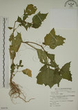 中文名:燈籠草(S054178)學名:Physalis angulata L.(S054178)