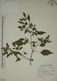 中文名:燈籠草(S054201)學名:Physalis angulata L.(S054201)
