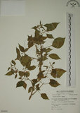 中文名:燈籠草(S054202)學名:Physalis angulata L.(S054202)