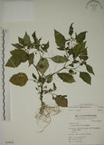 中文名:燈籠草(S054650)學名:Physalis angulata L.(S054650)