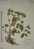 中文名:燈籠草(S055007)學名:Physalis angulata L.(S055007)