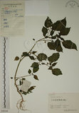 中文名:燈籠草(S058344)學名:Physalis angulata L.(S058344)