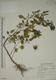 中文名:燈籠草(S062824)學名:Physalis angulata L.(S062824)