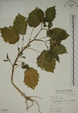 中文名:燈籠草(S065093)學名:Physalis angulata L.(S065093)