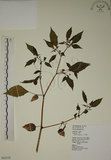 中文名:燈籠草(S065339)學名:Physalis angulata L.(S065339)