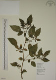 中文名:燈籠草(S065353)學名:Physalis angulata L.(S065353)