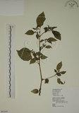 中文名:燈籠草(S065459)學名:Physalis angulata L.(S065459)