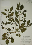 中文名:燈籠草(S067705)學名:Physalis angulata L.(S067705)