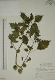 中文名:燈籠草(S067970)學名:Physalis angulata L.(S067970)
