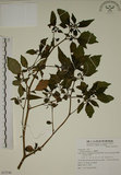 中文名:燈籠草(S072746)學名:Physalis angulata L.(S072746)