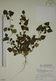 中文名:燈籠草(S078024)學名:Physalis angulata L.(S078024)