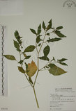 中文名:燈籠草(S078174)學名:Physalis angulata L.(S078174)