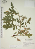 中文名:擬刺茄(S017015)學名:Solanum sisymbriifolium Lam.(S017015)中文別名:蒜介茄