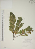 中文名:南嶺蕘花(S001462)學名:Wikstroemia indica (L.) C. A. Mey.(S001462)英文名:Indian Wikstroemia