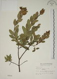 中文名:南嶺蕘花(S003113)學名:Wikstroemia indica (L.) C. A. Mey.(S003113)英文名:Indian Wikstroemia