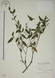 中文名:南嶺蕘花(S004371)學名:Wikstroemia indica (L.) C. A. Mey.(S004371)英文名:Indian Wikstroemia