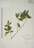 中文名:南嶺蕘花(S012236)學名:Wikstroemia indica (L.) C. A. Mey.(S012236)英文名:Indian Wikstroemia