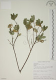 中文名:南嶺蕘花(S015501)學名:Wikstroemia indica (L.) C. A. Mey.(S015501)英文名:Indian Wikstroemia