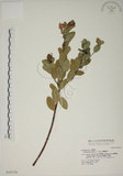 中文名:南嶺蕘花(S016731)學名:Wikstroemia indica (L.) C. A. Mey.(S016731)英文名:Indian Wikstroemia