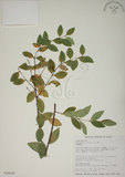 中文名:南嶺蕘花(S018025)學名:Wikstroemia indica (L.) C. A. Mey.(S018025)英文名:Indian Wikstroemia