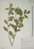 中文名:南嶺蕘花(S018229)學名:Wikstroemia indica (L.) C. A. Mey.(S018229)英文名:Indian Wikstroemia