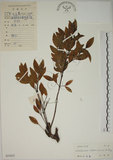 中文名:南嶺蕘花(S033623)學名:Wikstroemia indica (L.) C. A. Mey.(S033623)英文名:Indian Wikstroemia