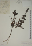 中文名:南嶺蕘花(S038260)學名:Wikstroemia indica (L.) C. A. Mey.(S038260)英文名:Indian Wikstroemia