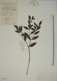 中文名:南嶺蕘花(S039008)學名:Wikstroemia indica (L.) C. A. Mey.(S039008)英文名:Indian Wikstroemia